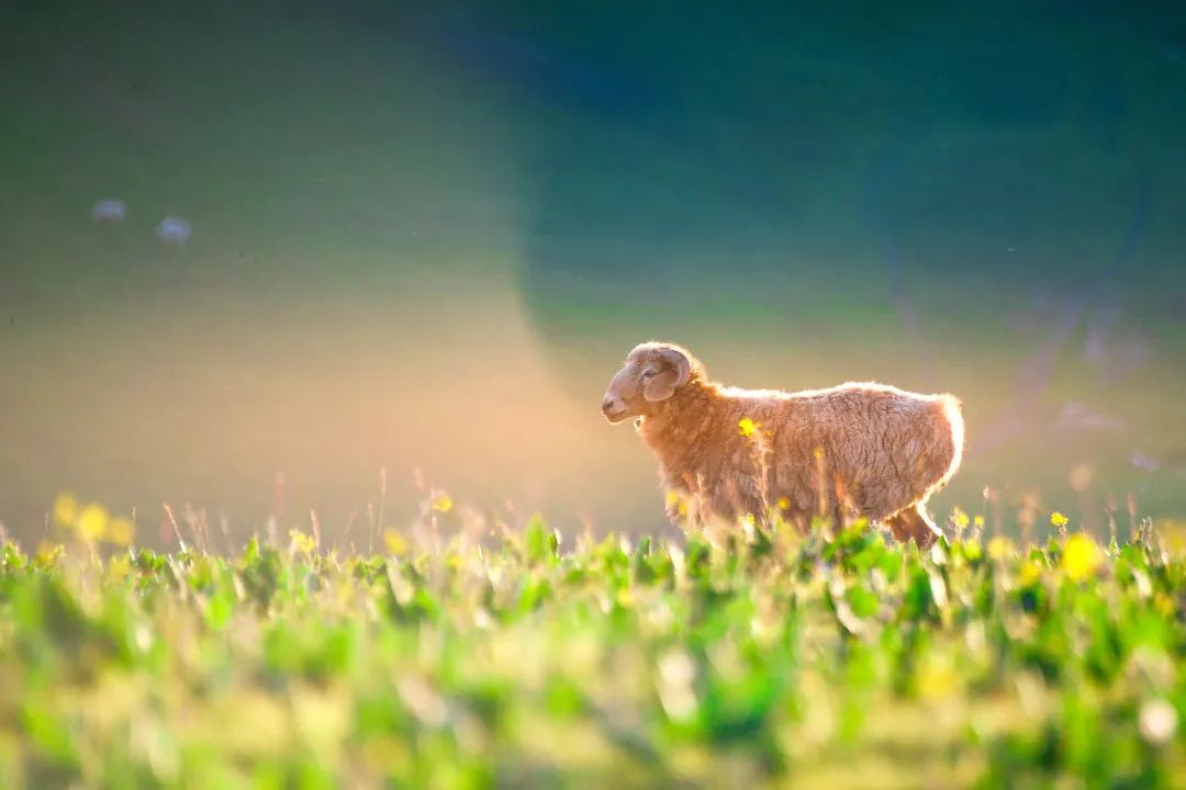 那拉提空中草原雪景照片,大草原的壮丽雪景图