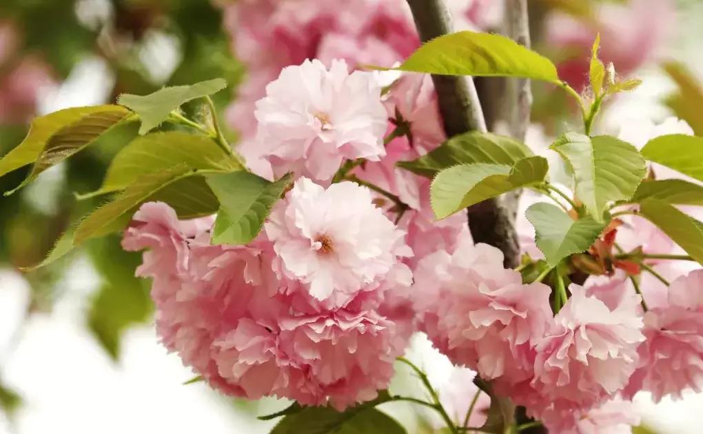 北京5环有啥好吃的,北京小吃一条街最好吃的排行榜