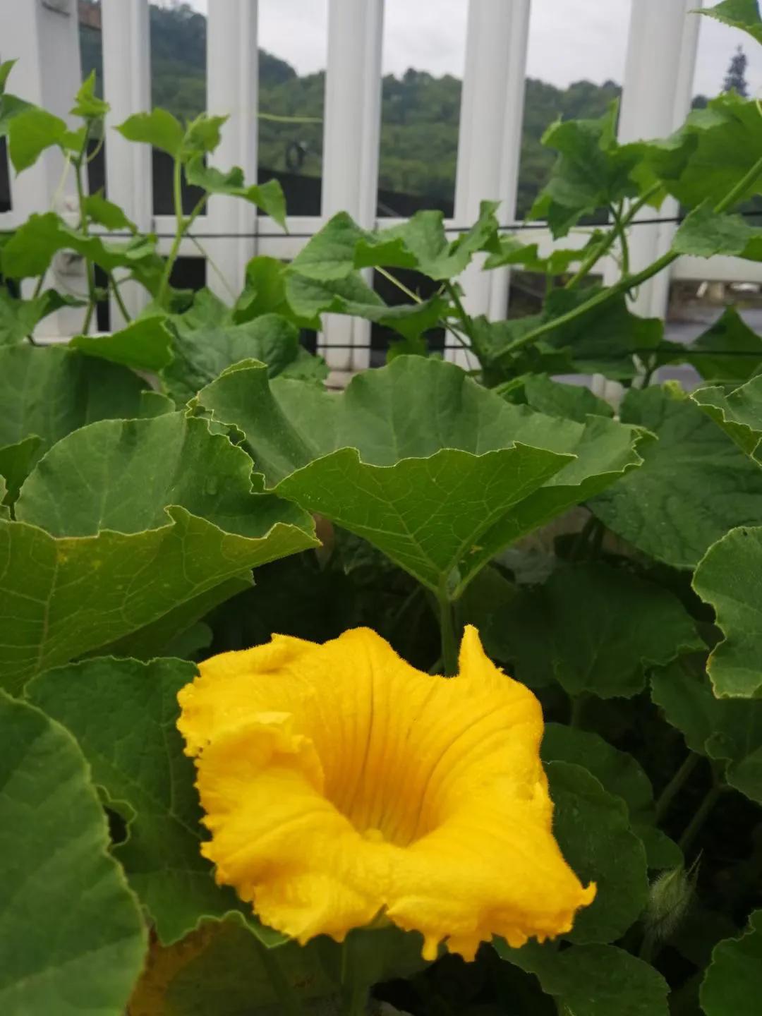 红尘有田园之四——因缘