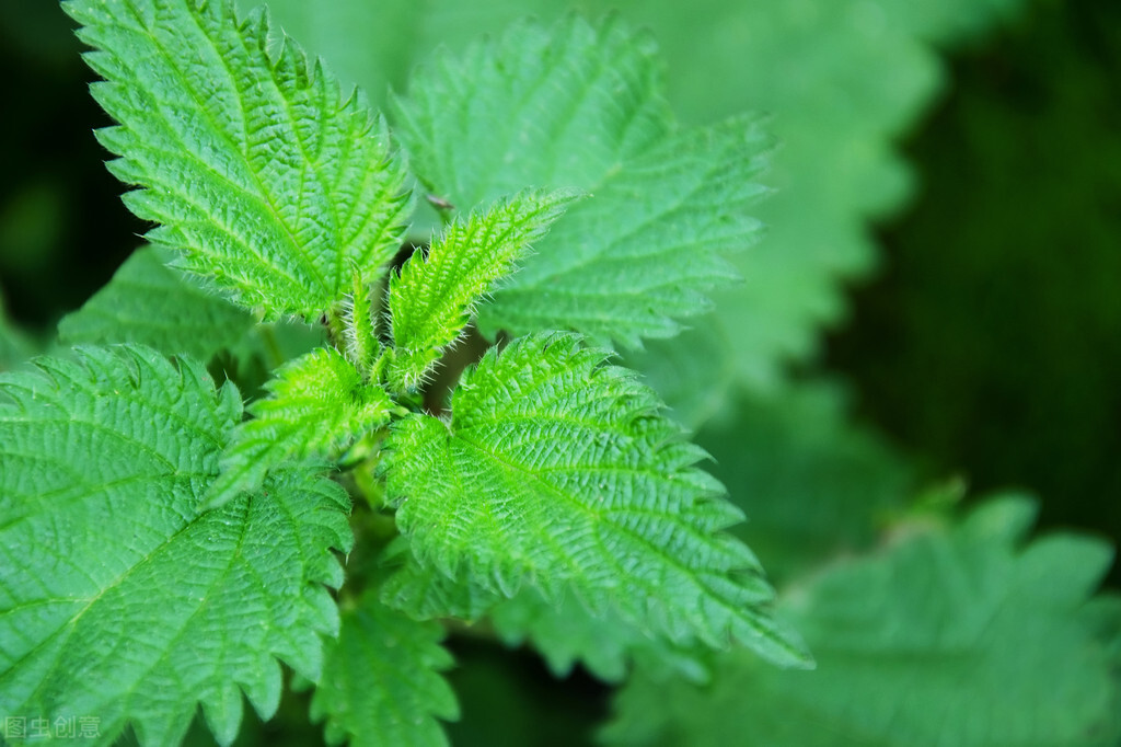 唐朝诡事长安红茶,唐朝诡事录长安红茶简介