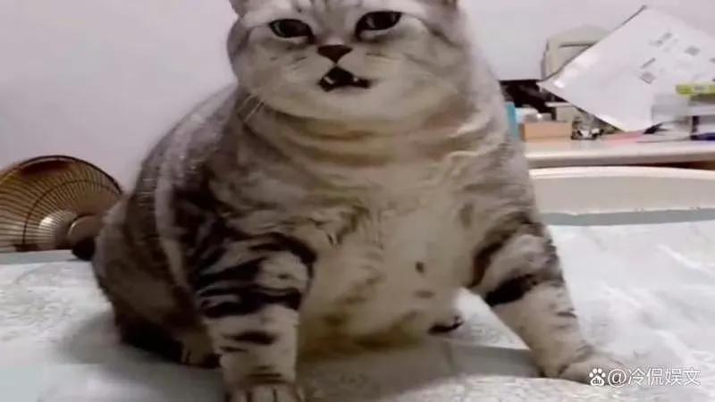 猫咪为什么是小老虎呢,刚出生的猫咪跟老虎一起长大