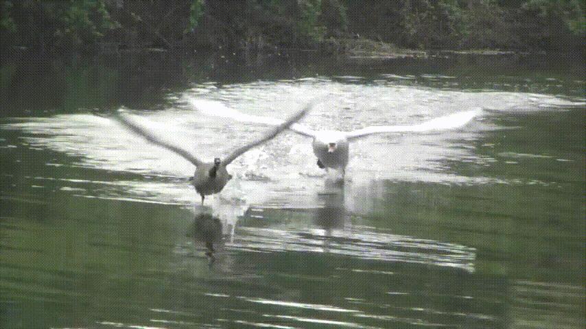 为何很多动物都怕猫,为什么有好多动物怕鹅的粪便