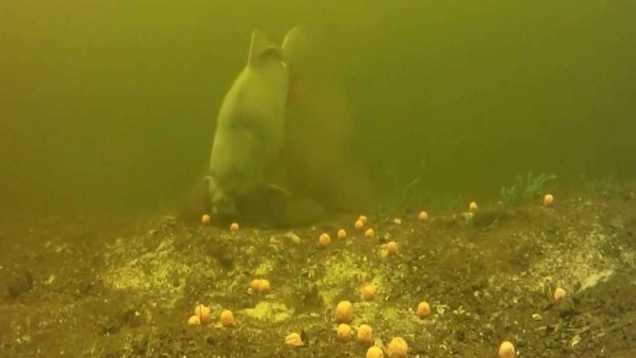 不同鱼情不同钓法,不同鱼适合的吃法