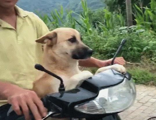 新人养狗首选什么狗,养狗首选这7种狗不贵又好养