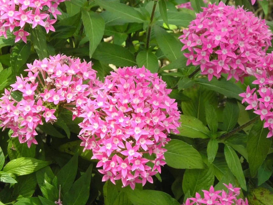 适合夏天养的7种花越晒开花越旺,夏天最能开的10种花越热越能开