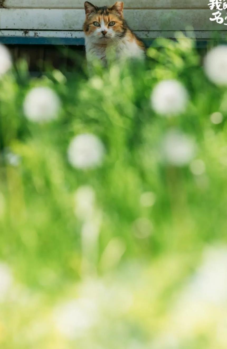 往返福岛11年，他拍下*污染核**区被遗弃的数百个毛孩子故事