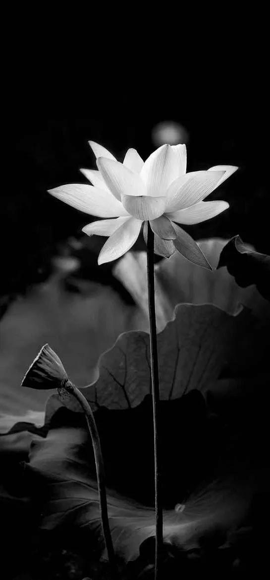 花朵黑白手绘图,黑白图片花朵