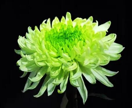 绿牡丹菊花名贵稀有吗,菊花绿牡丹介绍