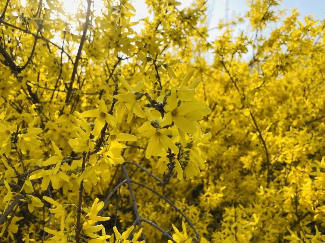 相邀北京冬奥公园看花海！首届永定河海棠赏花节来喽~