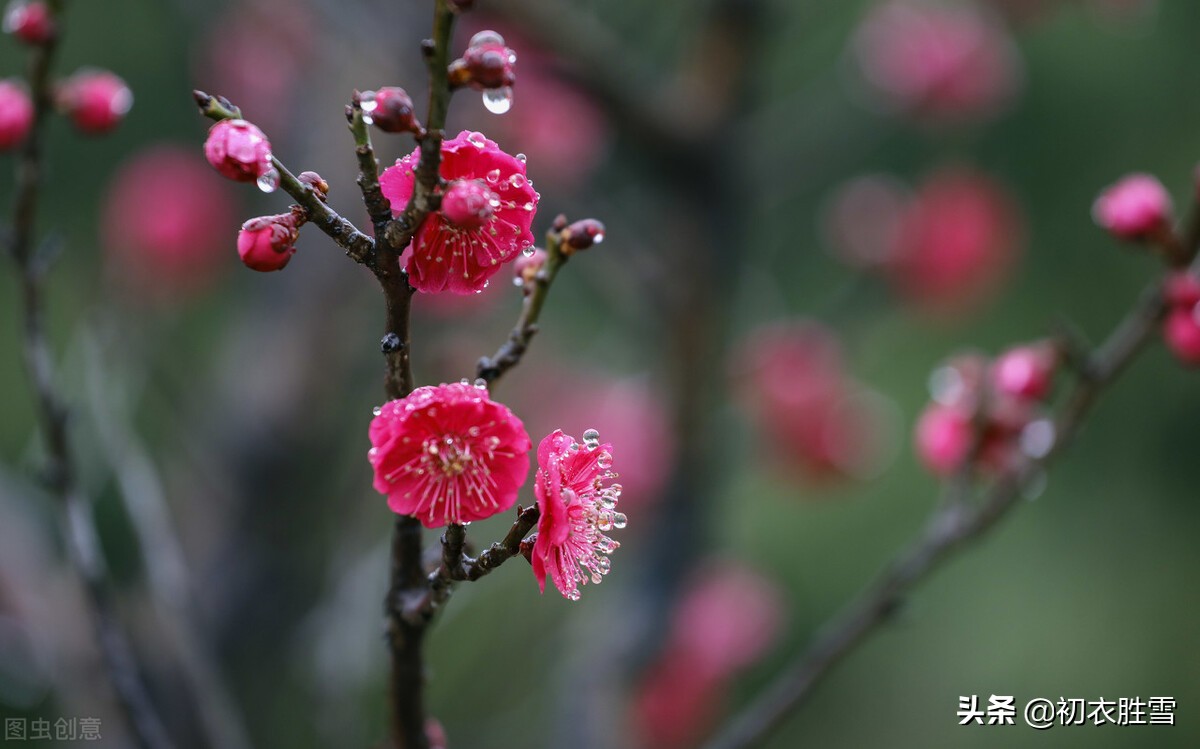 早春红梅诗句,梅花古诗十首原文及翻译