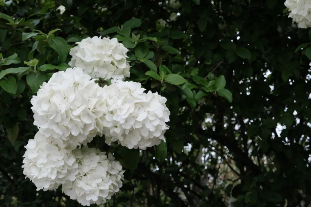 听我的，四月的杭州才是浪漫天花板。