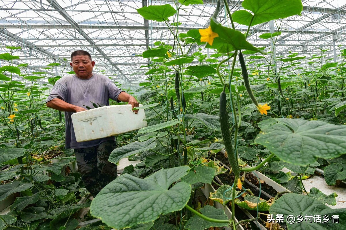 em菌能增产多少,用em菌发酵有机肥的方法