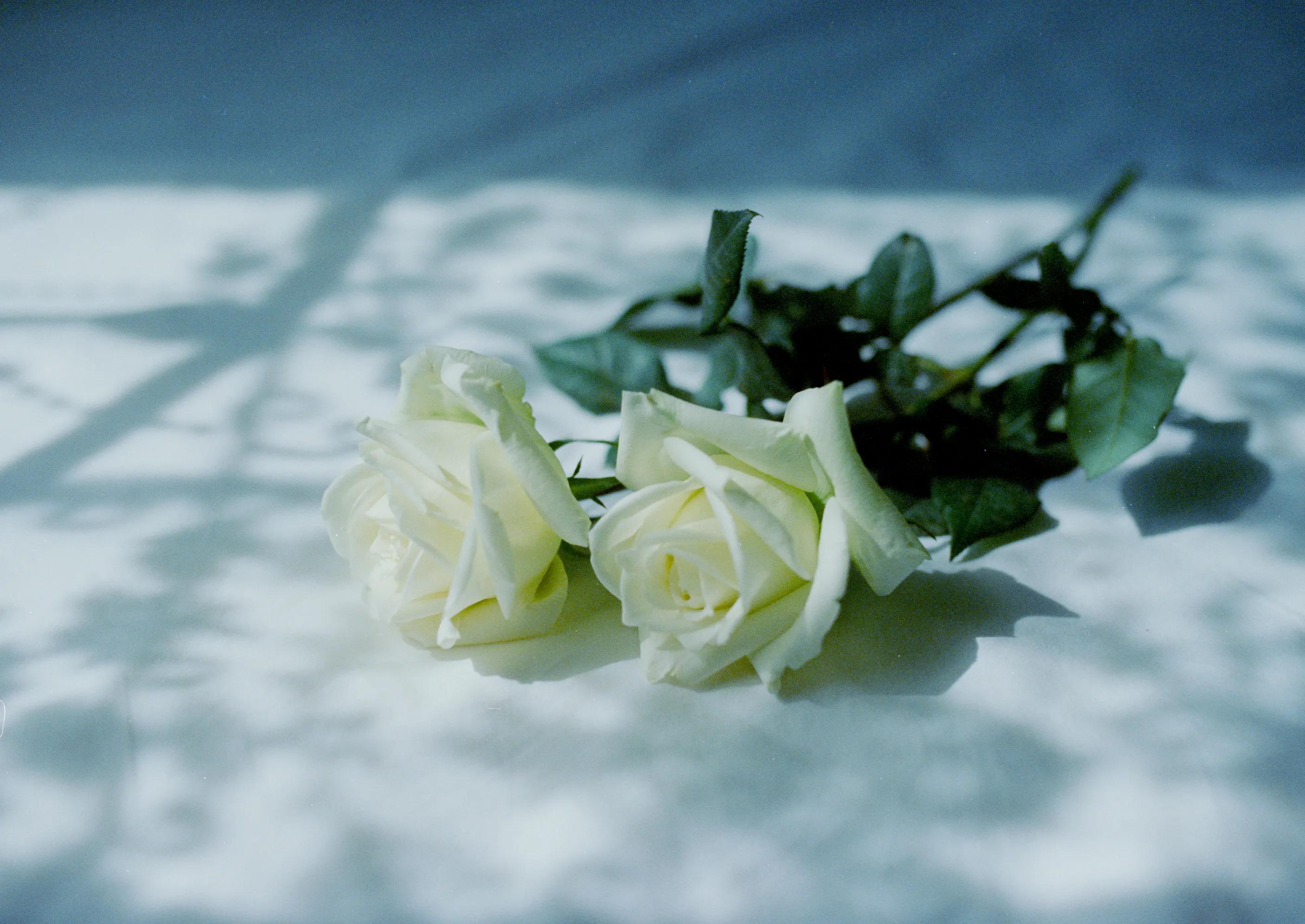 喜欢玫瑰的文案,玫瑰的浪漫文案