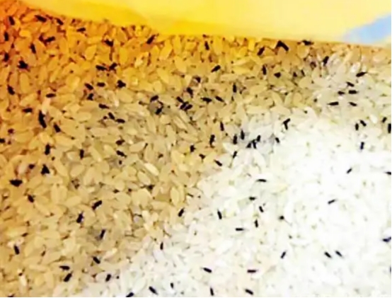 米店整袋大米生虫怎么去除,大米生虫米店老板教你一招