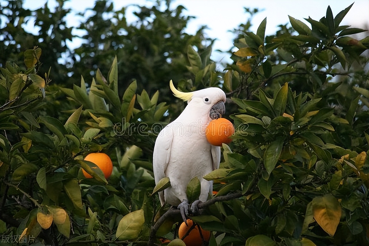 鹦鹉剪飞羽该注意什么,笼养鹦鹉剪羽了还会飞吗