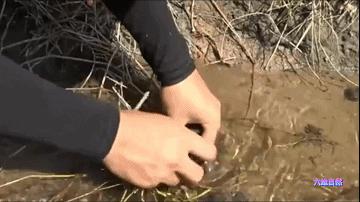 厦门一市民点炒田螺，餐厅却用非法福寿螺代替，被监管部当场销毁