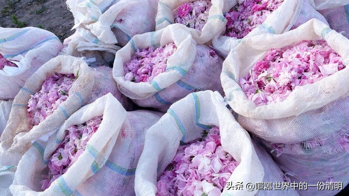 不停学习中的成分“研究”*党**|关于玫瑰的美丽传说|希腊篇