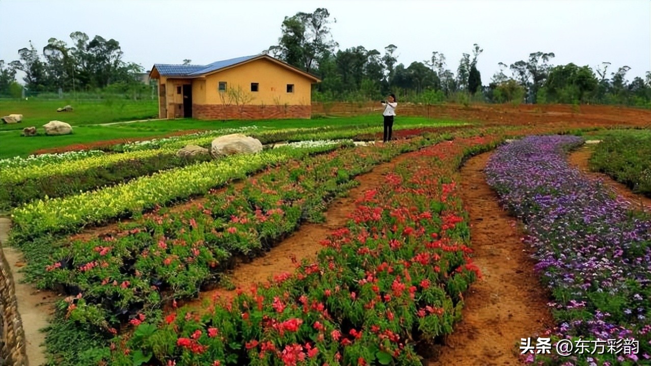 农村种植养殖什么赚钱,农村种植什么最赚钱投资小见效快
