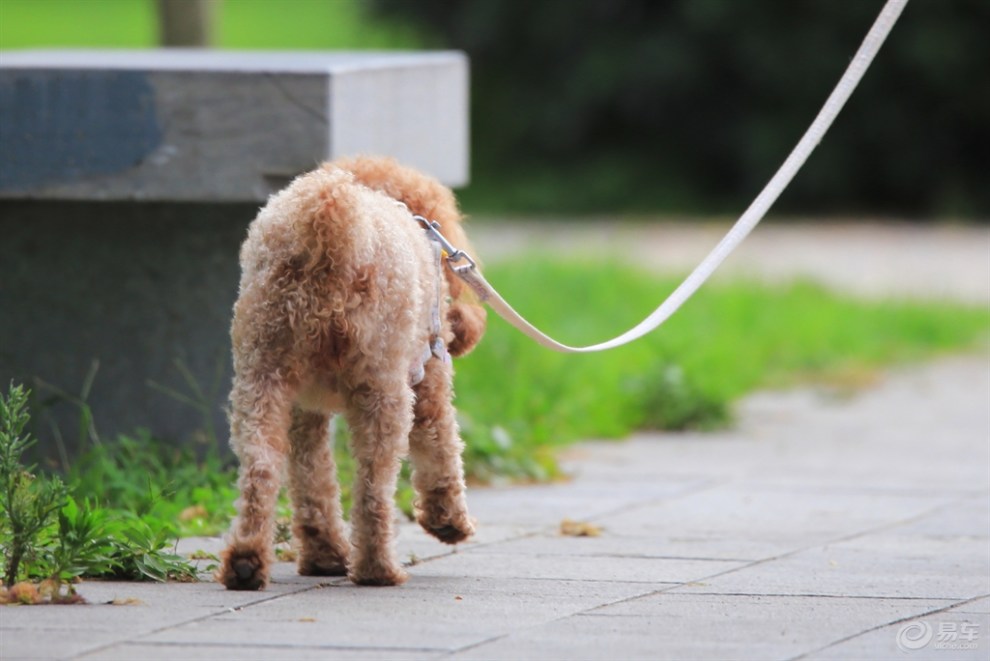 两只狗交配时，为什么会连在一起分不开？