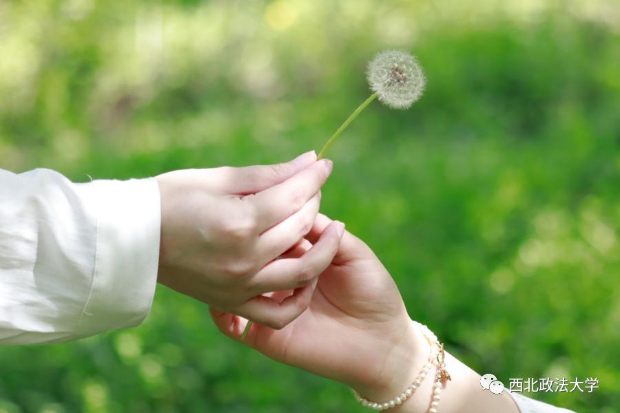 西法大到底是什么,西法大是什么意思网络用语