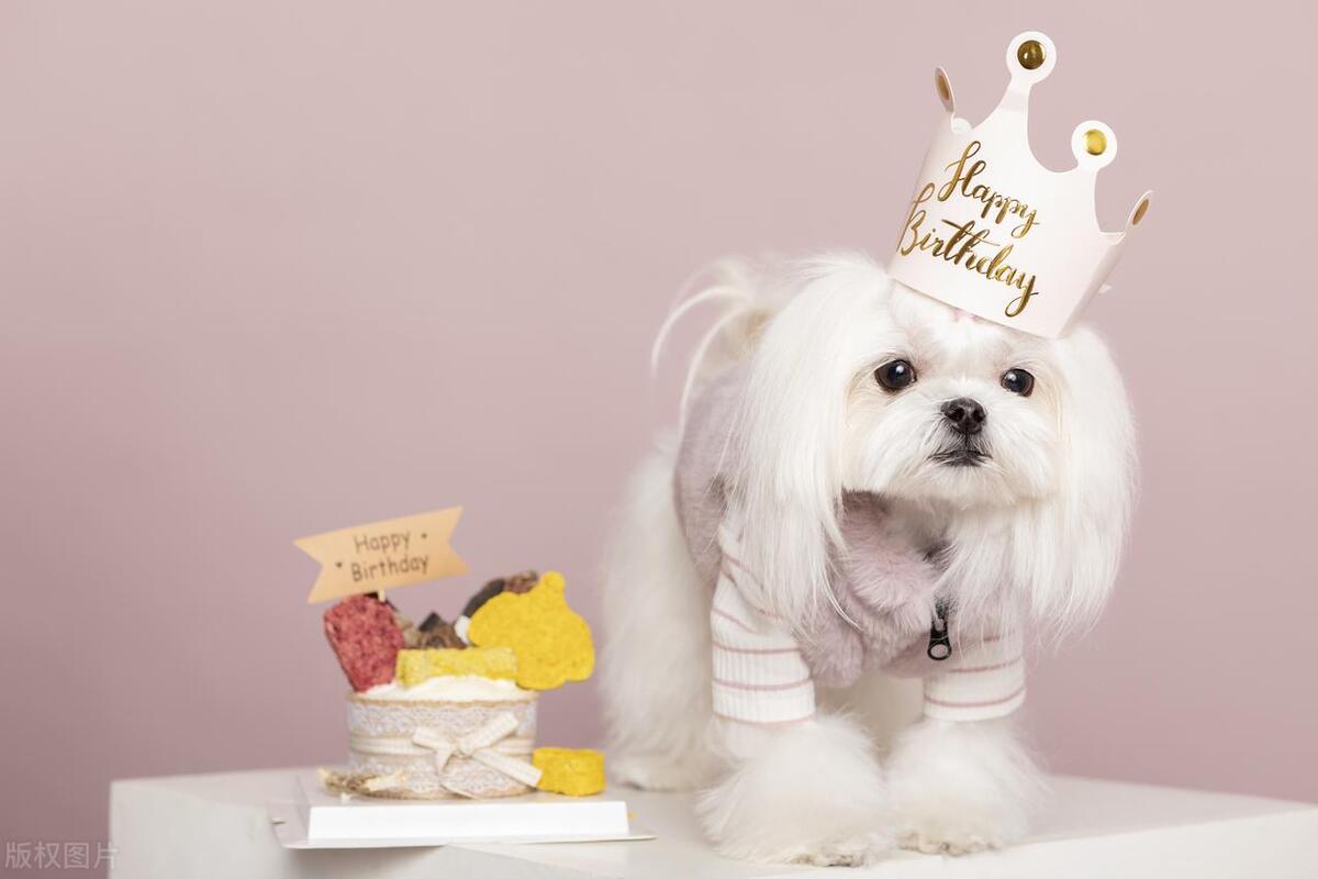 什么狗最好养又听话小型犬粘人,什么狗最好养不易生病小型犬呢