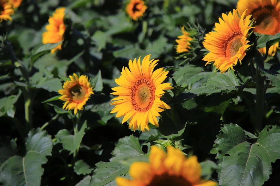 北京周边的向日葵花海,顺义向日葵花海