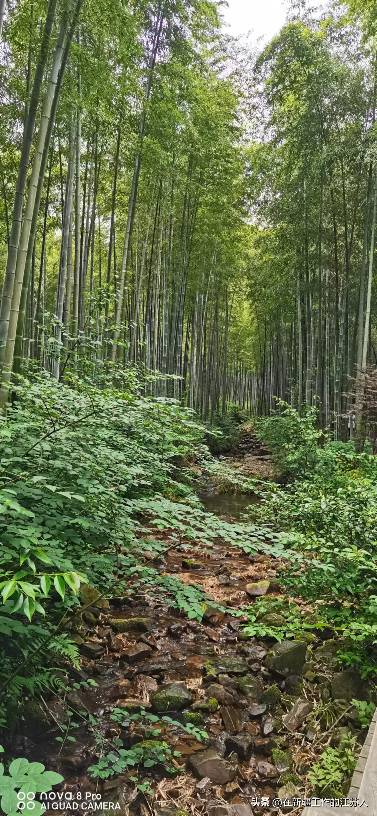 南山竹海是玩什么的,南山竹海最好的地方