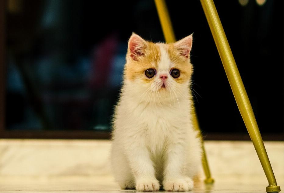 这5种猫堪称白眼狼养了也白养,猫白眼狼