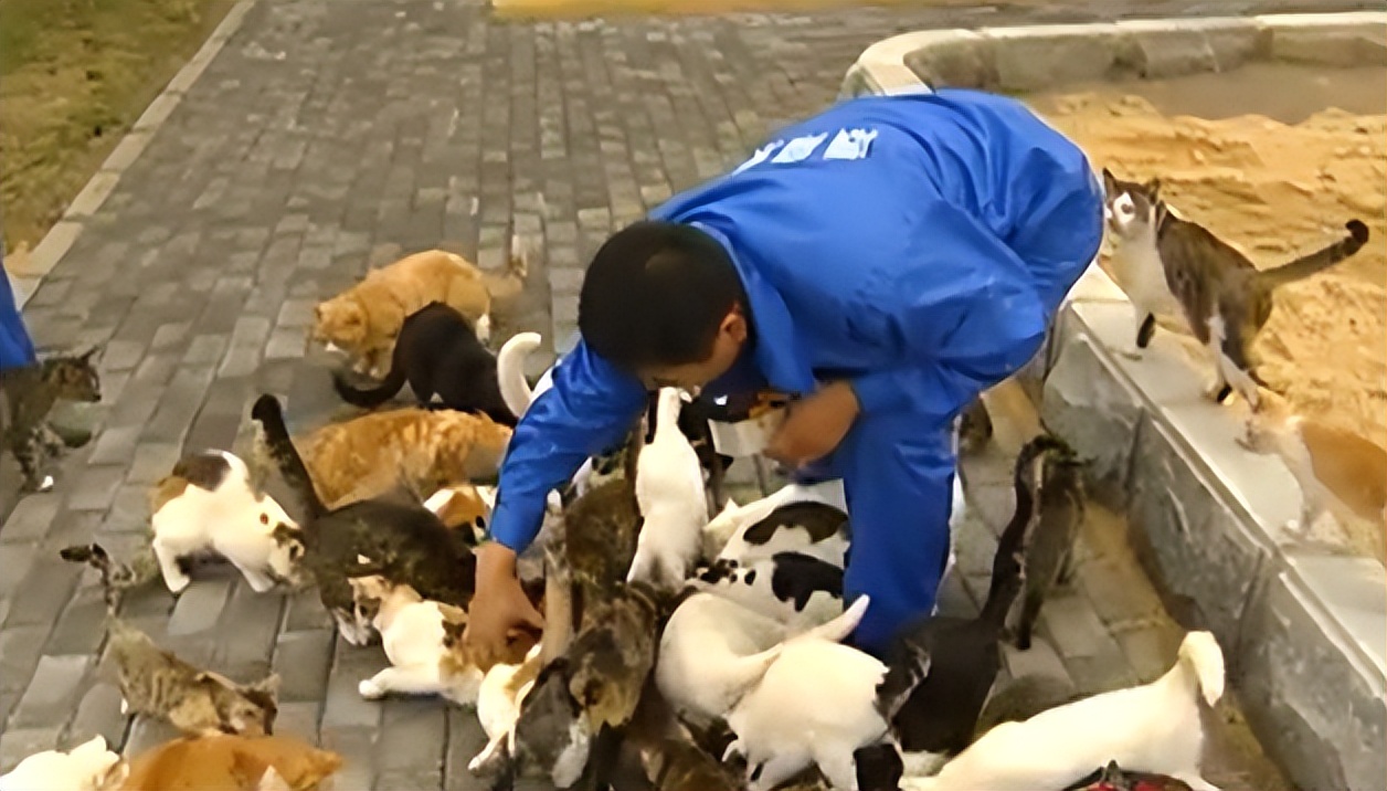 辽宁国家粮仓遭鼠患，员工训练流浪猫当兵入伍，厂内上演猫鼠大战