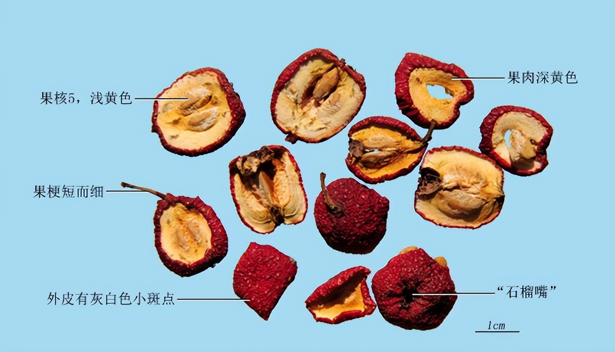 带你识别丁香,怎么样识别是空心山楂