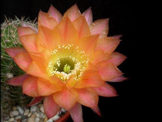 草球牡丹锦仙人球,大花彩草仙人球经典品种