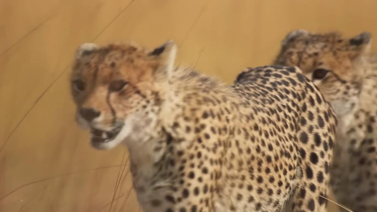 猎豹靠耐力捕猎真的吗,猎豹为什么猎杀猎豹