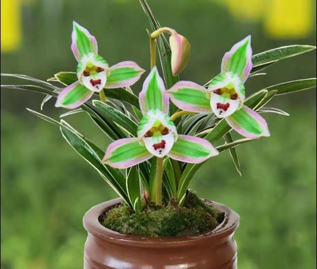 兰花开白花带青边哪个品种好,叶宽且带金边的兰花