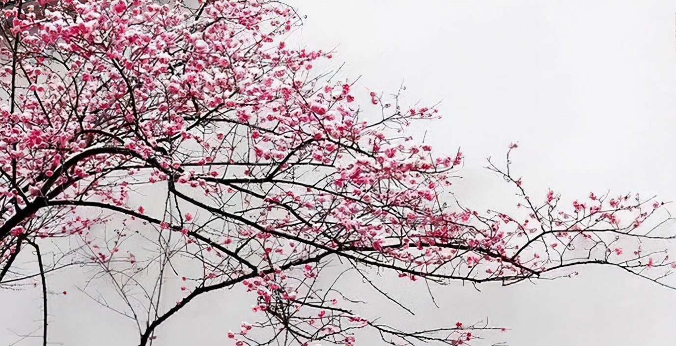 梅花香自苦寒来人生感悟,梅花香自苦寒来的上一句是什么