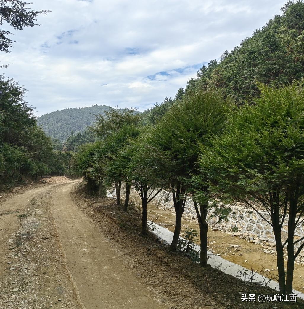 吉安安福红豆杉附生铁皮石斛为例多糖的讨论