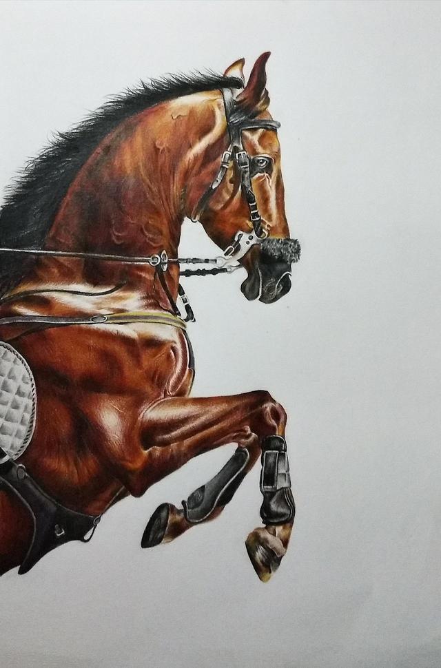 马肉为什么不像牛羊肉一样,马肉好吃为什么不常见