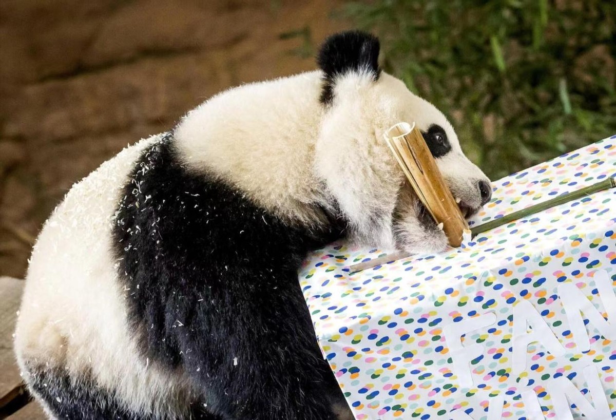 各国对待中国熊猫的态度,盘点各国对待大熊猫的态度