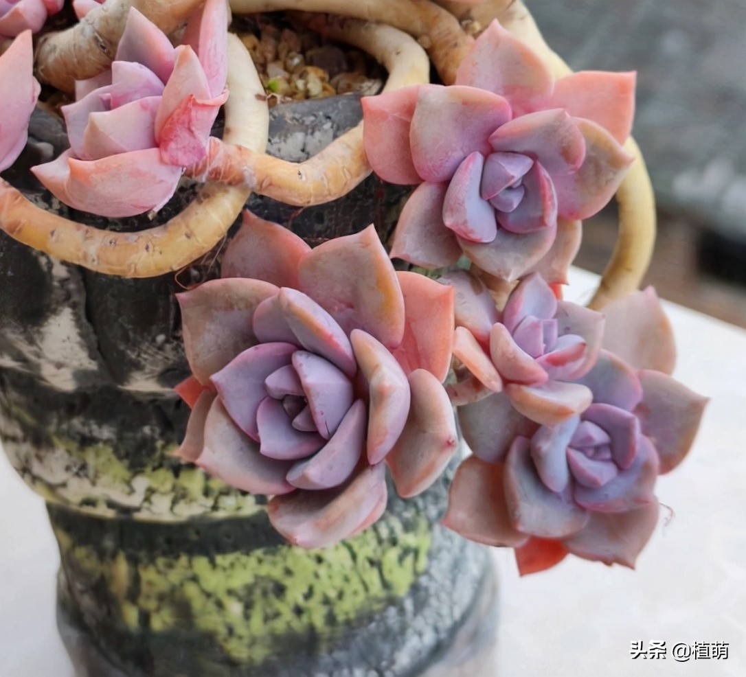 彩虹糖为什么那么甜,为啥彩虹糖会有颜色