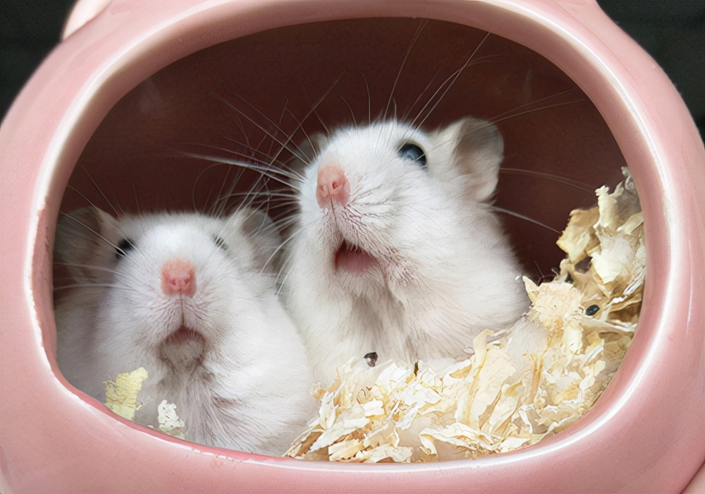 仓鼠吃熟苹果可以治疗拉稀吗,养仓鼠日记全集