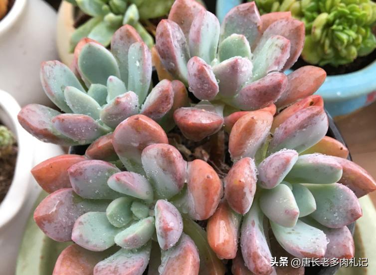 多肉白鹭最佳状态,白露说