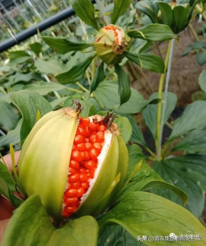 适应林下种植的药材有哪些,林下经济种植中草药有哪些