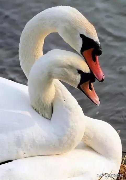 *拍偷**的夫妻生活照，羞羞的