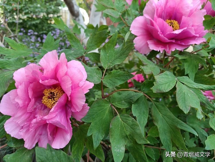 步蟾宫诗词,暮春谷雨的诗词