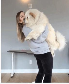 狗中大熊猫——松狮犬，丝毫不输国外犬