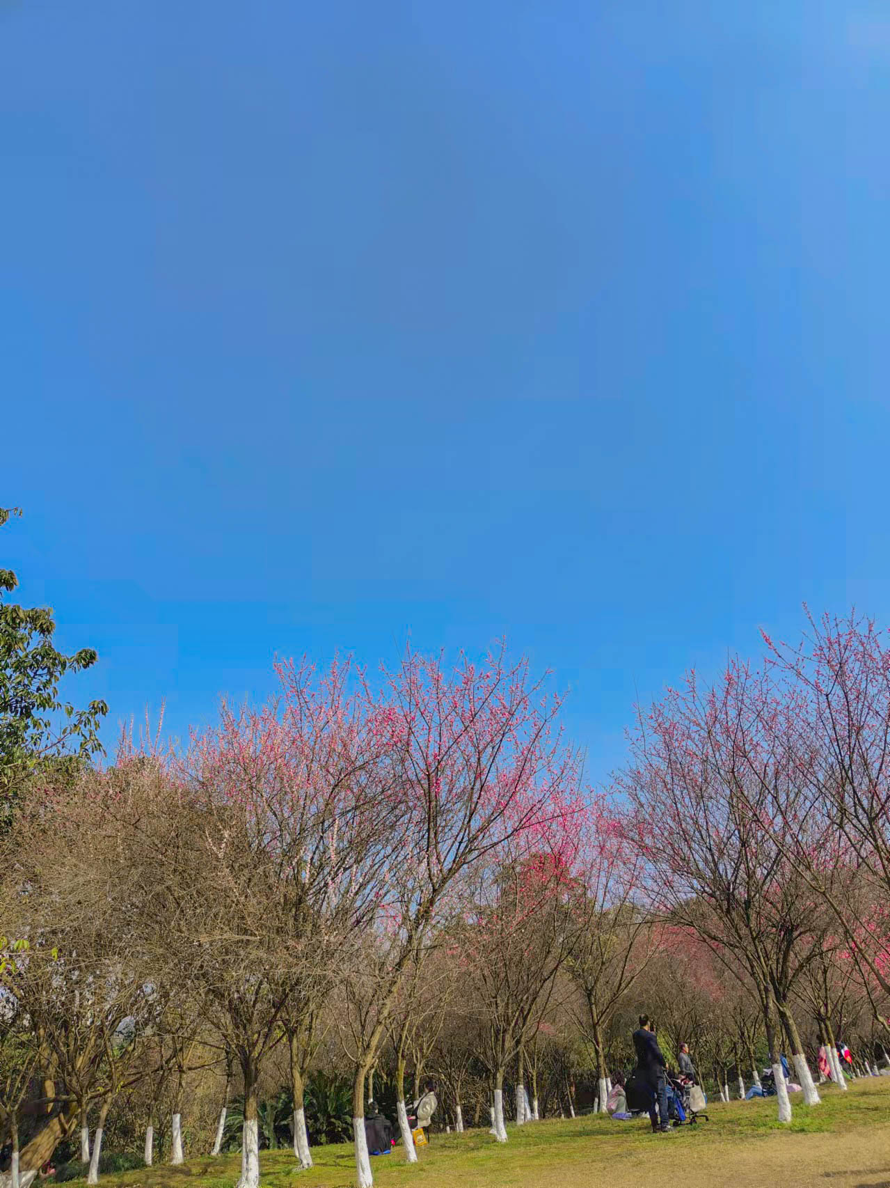 重庆地铁轻轨能到达的赏花地,轻轨直达公园