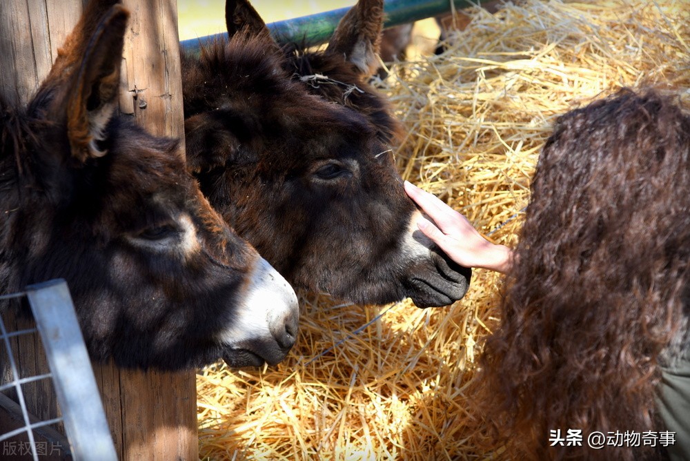 懒马吃得比驴好，气得驴不吃不喝不干活，姥爷一拍桌子：看我的