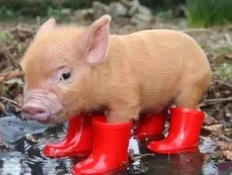 最幽默的段子100句,快乐工作认真生活幽默段子