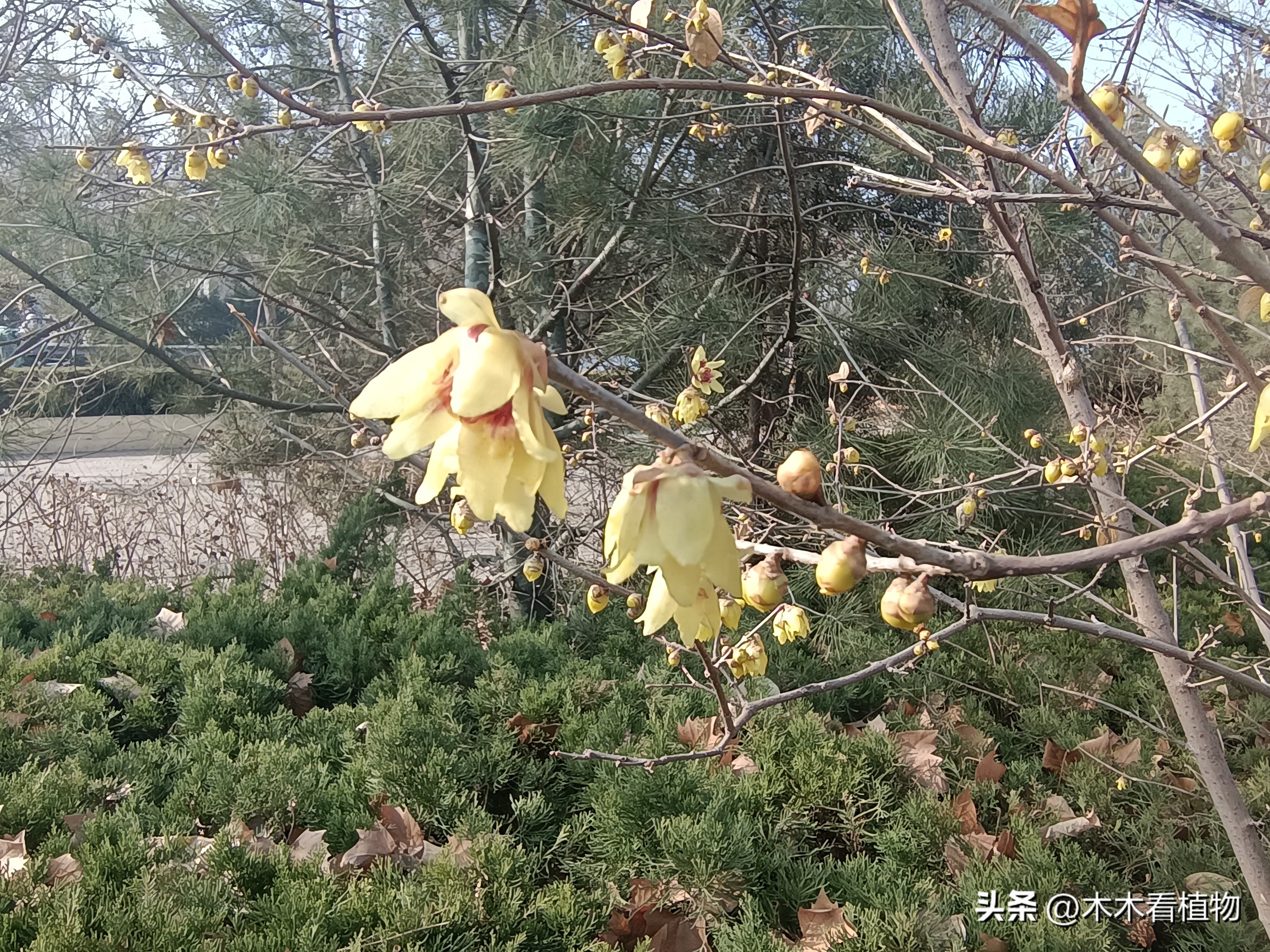 鑵婃鑺辩殑缁勮,鑵婃鑺辩殑缁勮杩囩▼