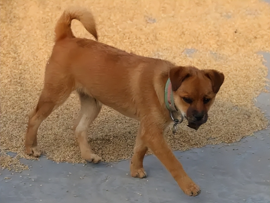 为什么有人收购十几年的老狗,为什么收购十年以上老狗