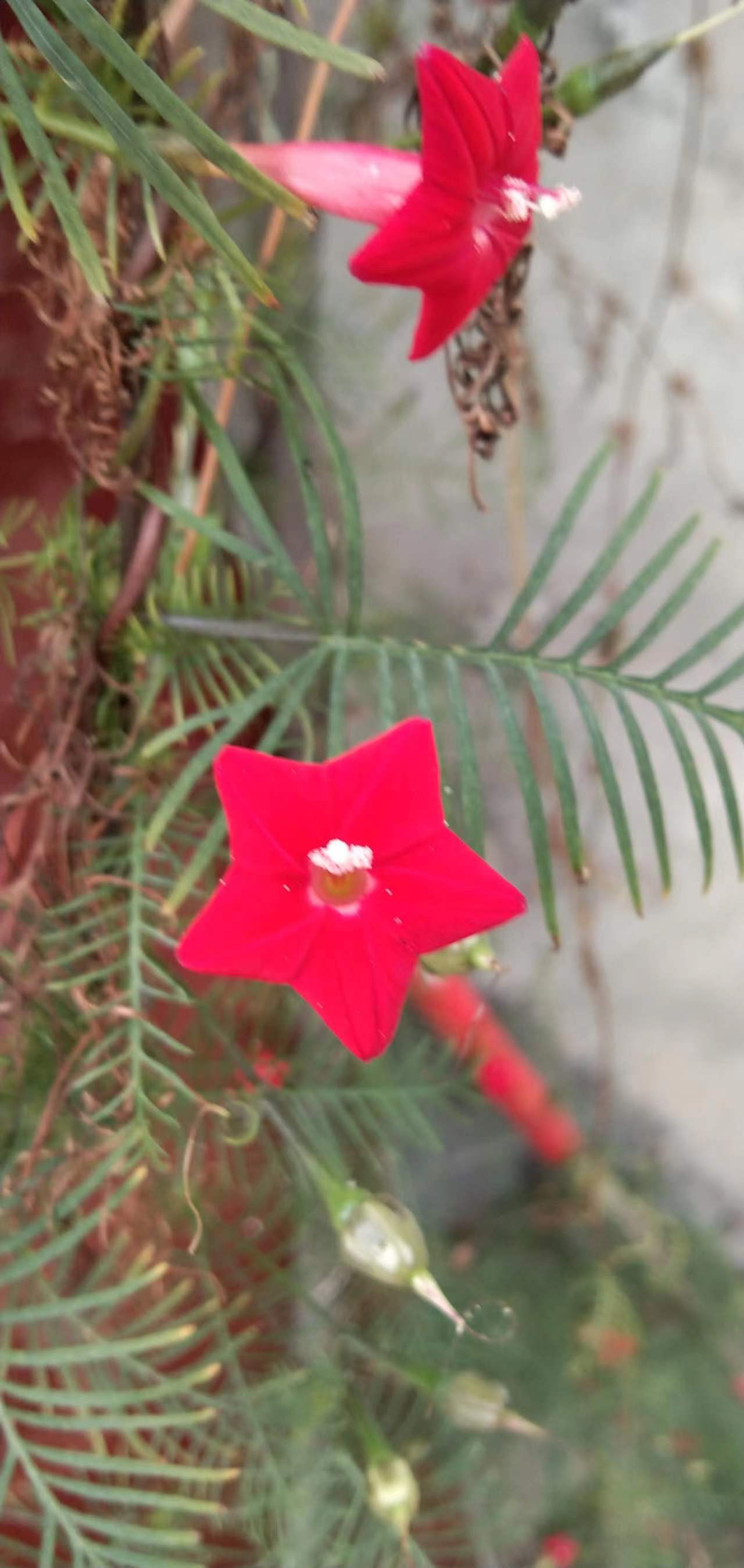 过年期间庭院开的草花,过年庭院开的花有哪些
